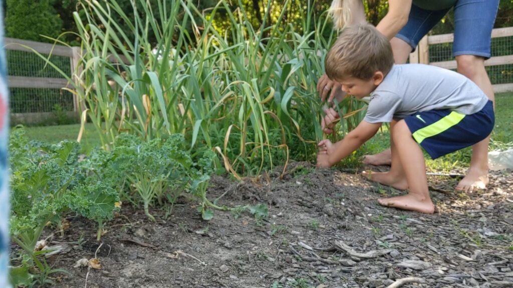 Young boy and his mom pulling out a garlic plant together with bare feet.