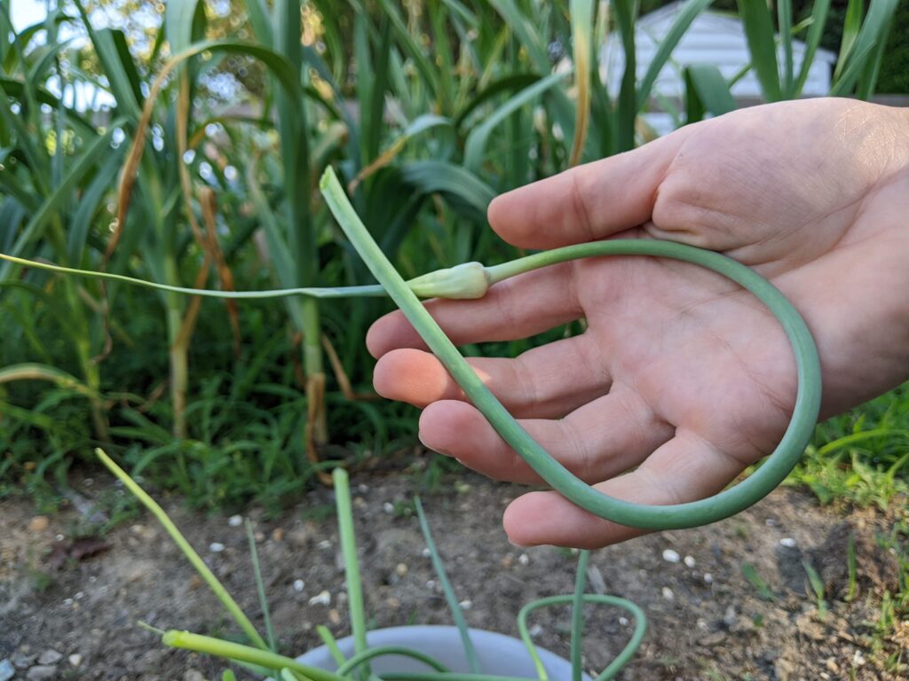 woman's hand holding a garlic scape form hardnec garlic