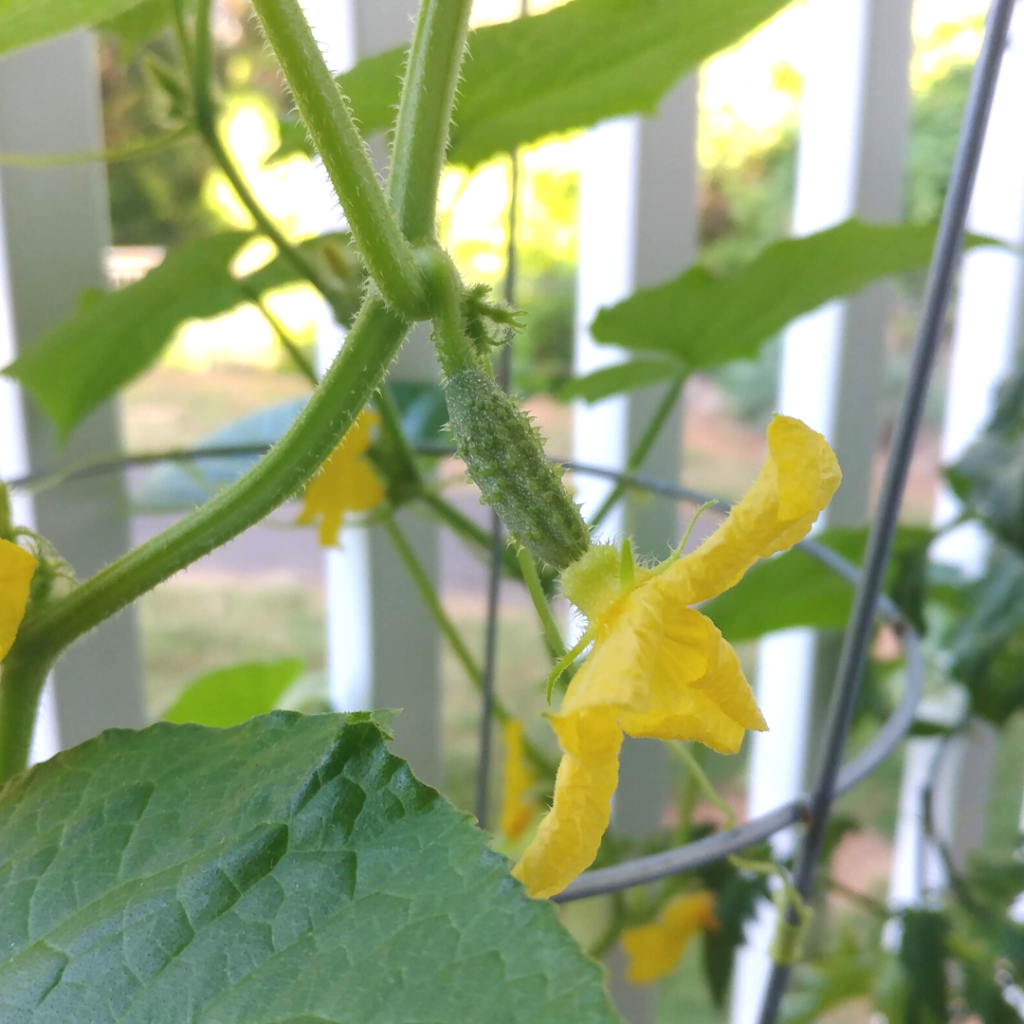 Cucumber plant growing in a container with a yellow flower and a tiny cucumber