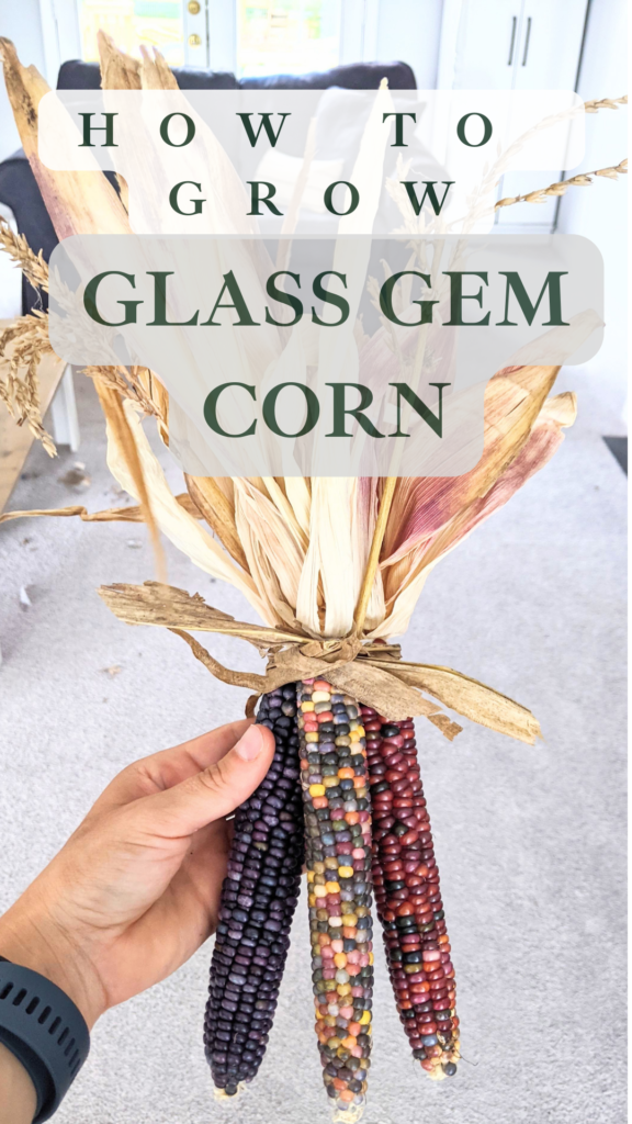 three cobs of glass gem corn wrapped together for fall decoration. They are being held by a woman's hand who is wearing a garmen watch.