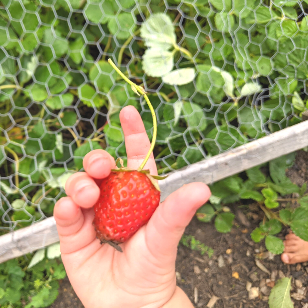 small hand holding a freshly picked strawberry in front of a protected strawberry plant