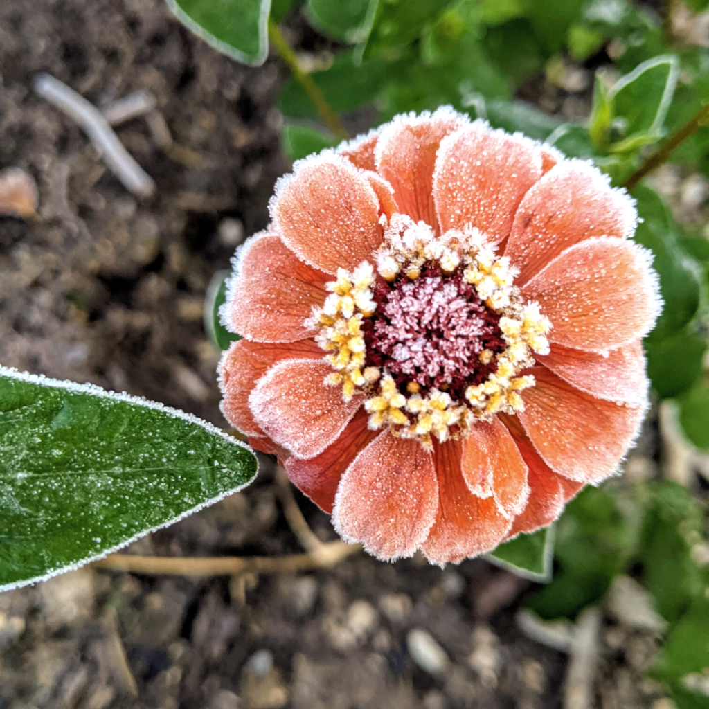 A peach colored zinnia flower in my therapy garden with it's tips frosted from a cold fall morning.