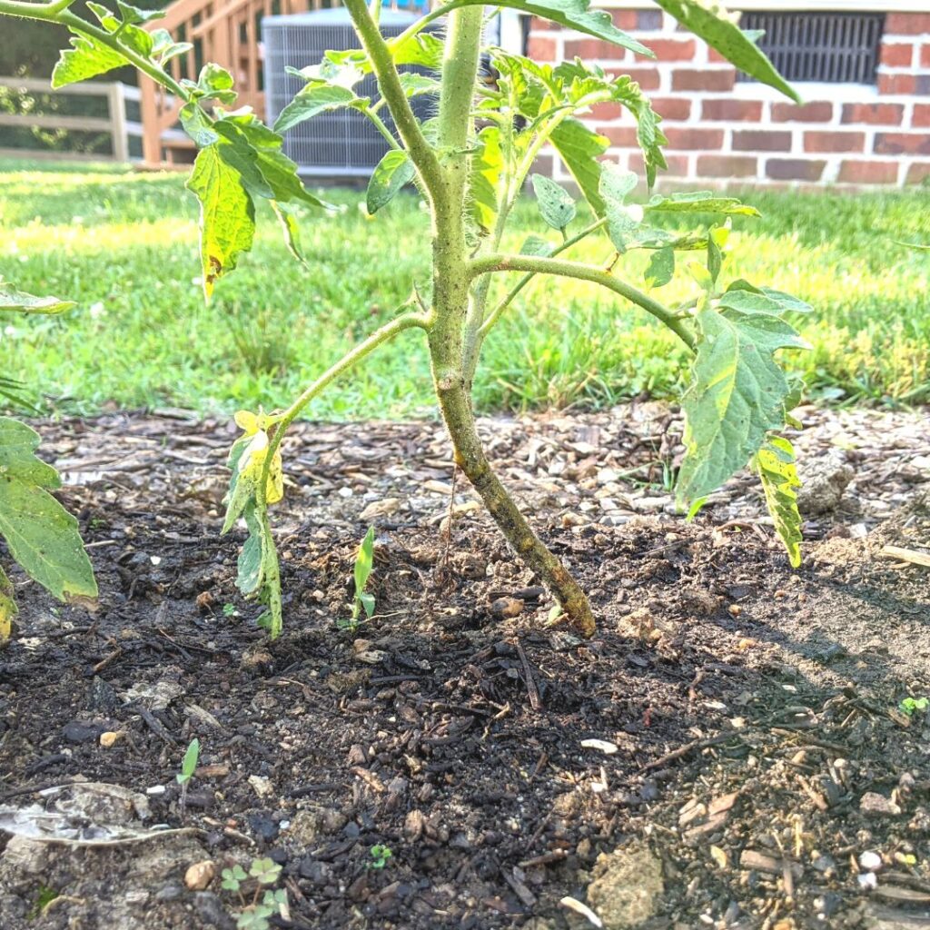 tomato plant with branches hanging down that need to be pruned. 