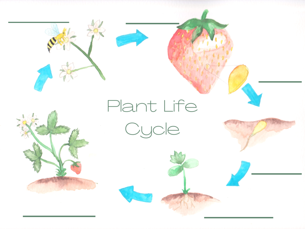 watercolor of the plant life cycle of a strawberry. seed, seedling, mature plant, germination, pollination.