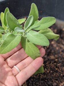woman's hand holding a sage plant that is growing in a black pot