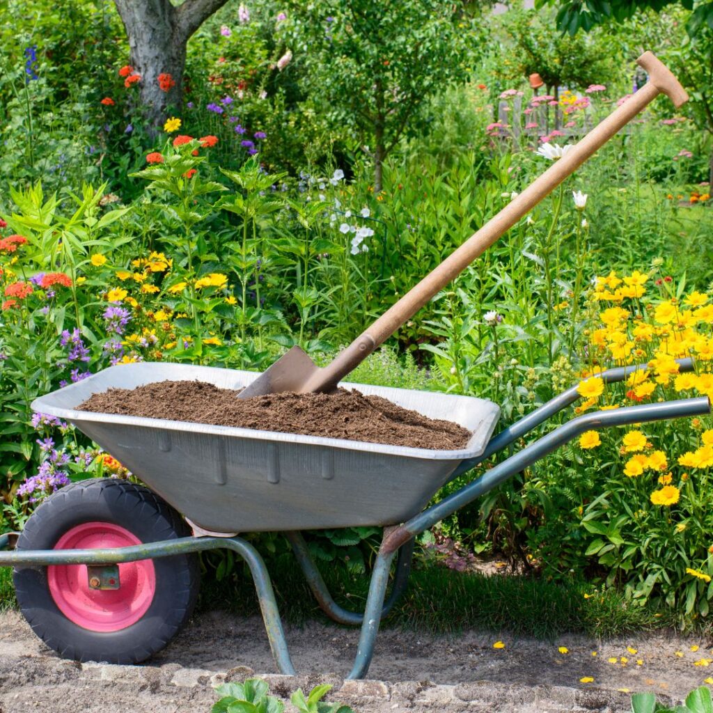 wheel barrow full of organic compost that will be added to the garden plant around it. 
