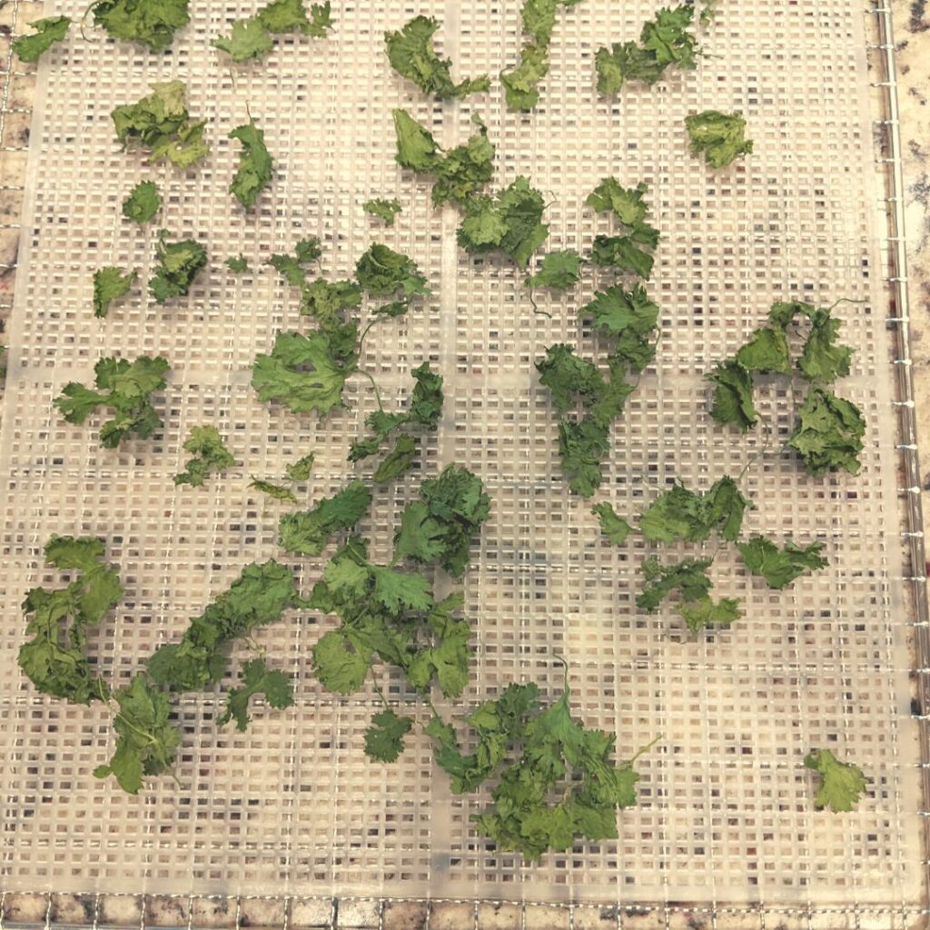 dry or dehydrated cilantro on a dehydrator sheet