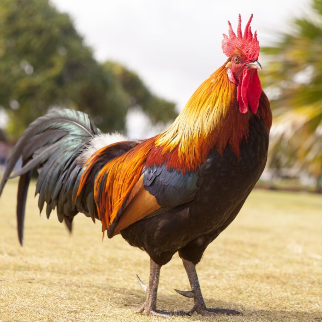 rooster standing in a field