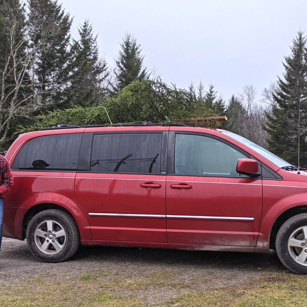 Real Christmas tree strapped to the top of a red mini van