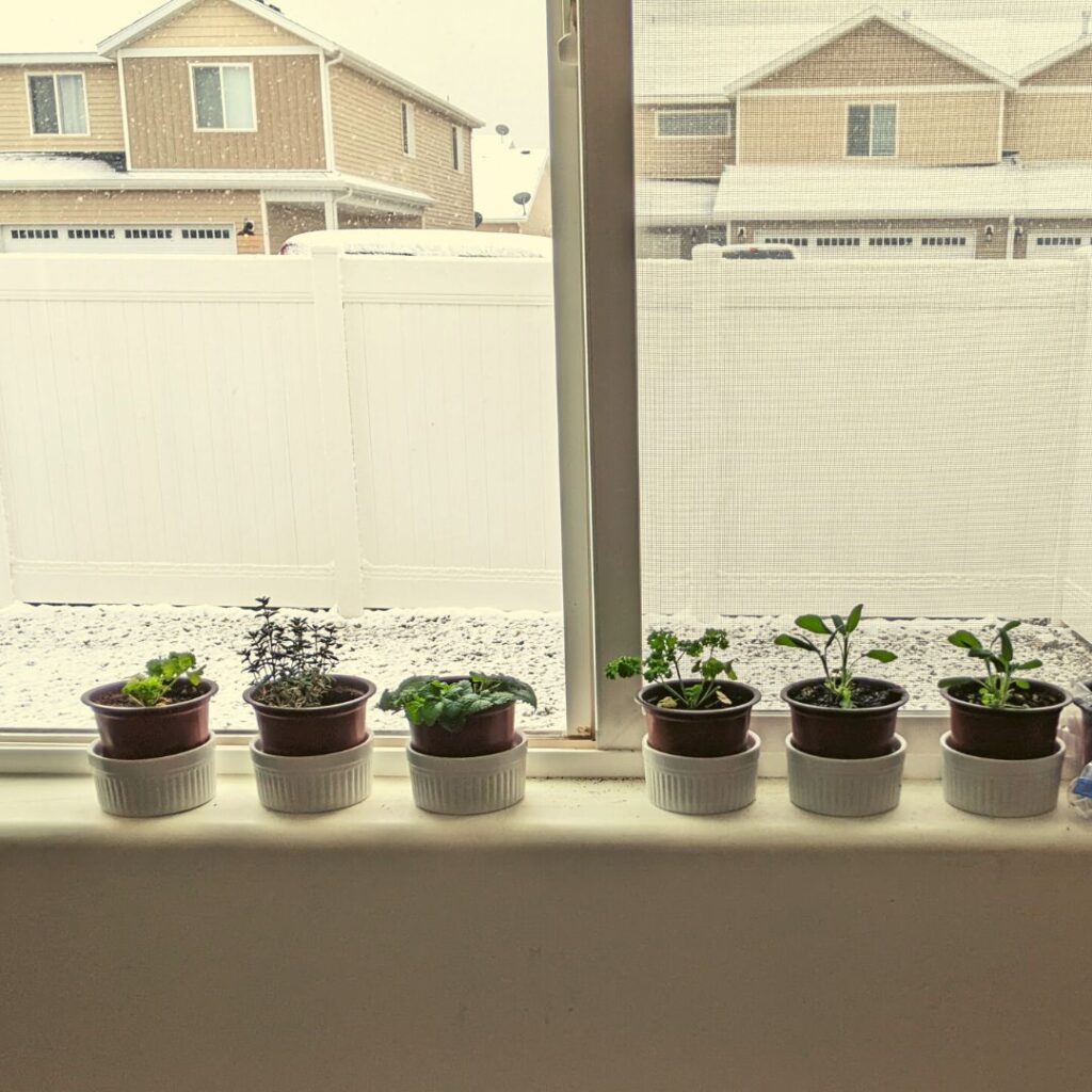 Sage, Parsley, Lemon balm, thyme, planted in brown pots with snow outside in a south facing windowsill