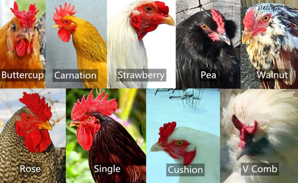 chickens with various different combs