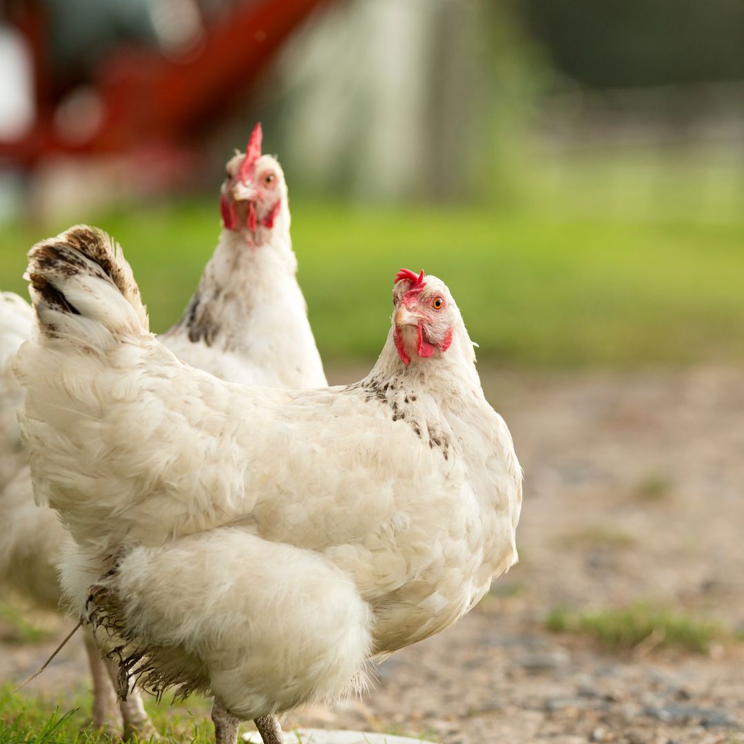 10 Excellent Benefits of Raising Backyard Chickens