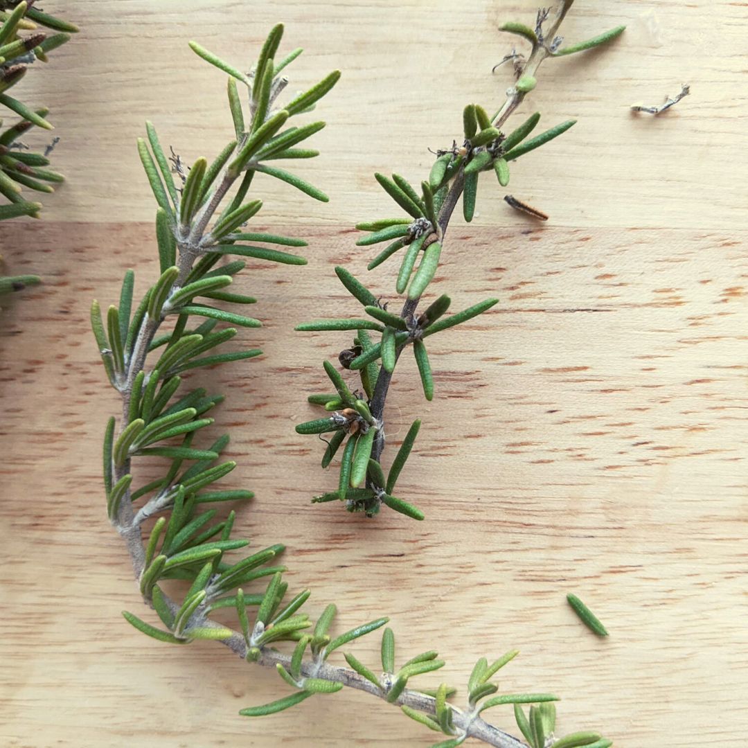 How to Dry or Dehydrate Rosemary- Step by Step
