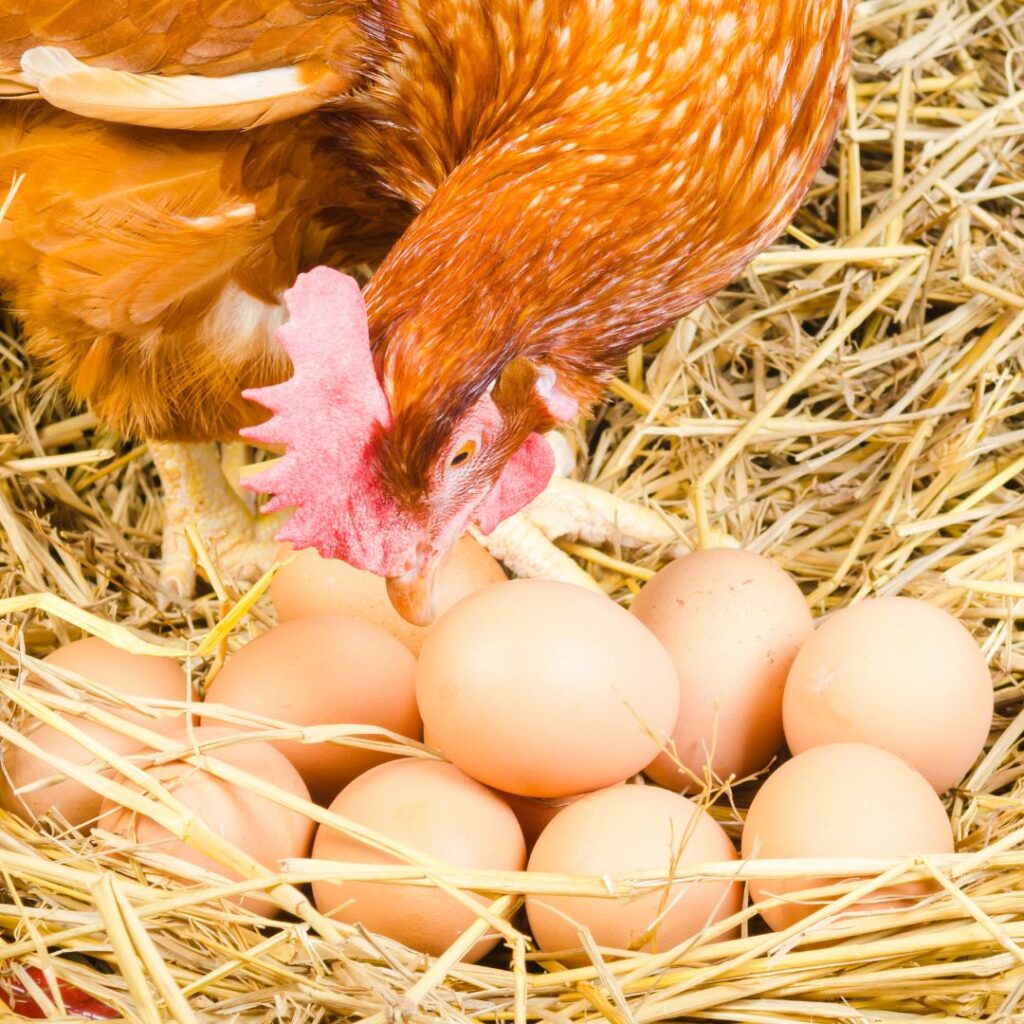 broody chicken looking at 10 eggs in a nest
