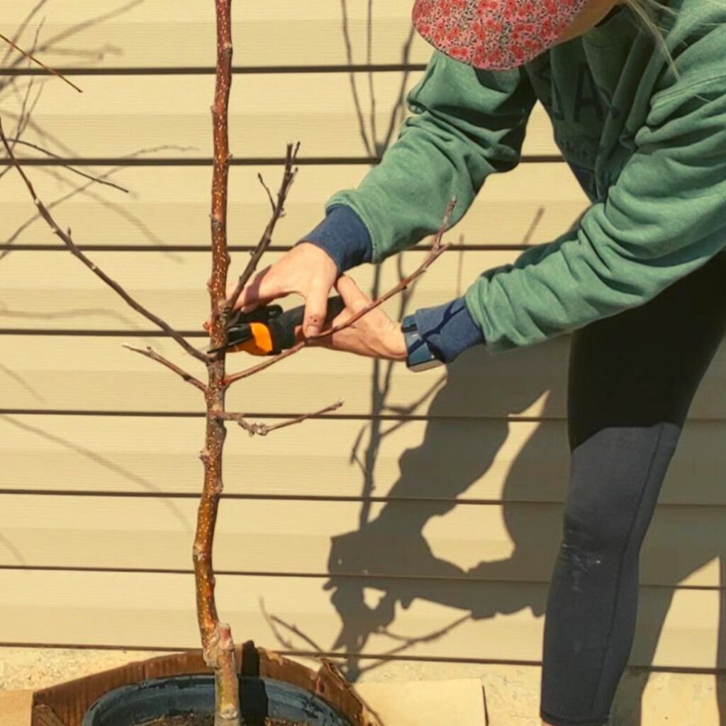 woman using sharp pruners to make a heading cut on a small fruit tree.
