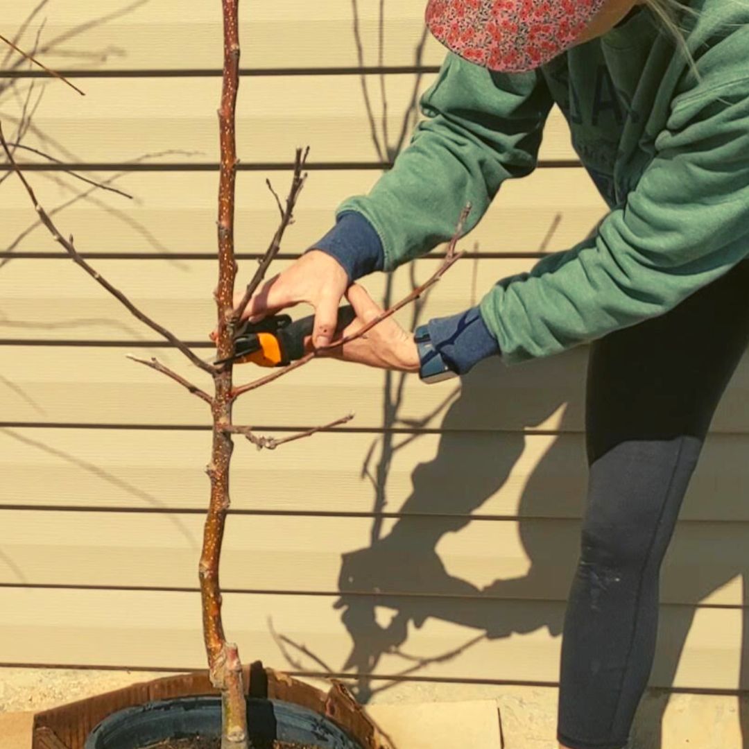 Prune Fruit Trees: How to Keep Trees Small