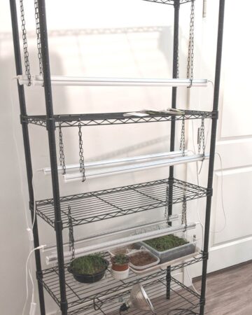 indoor seed starting station wire shelf unit with led shop lights or led grow lights with onion seedlings under the lights