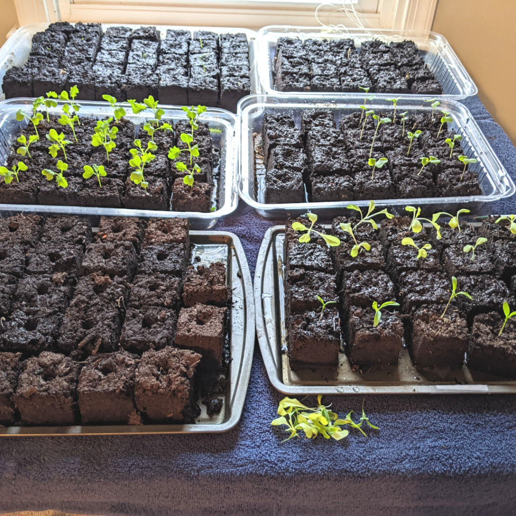 seedlings inside soil blocks on a table in front of a south facing window.