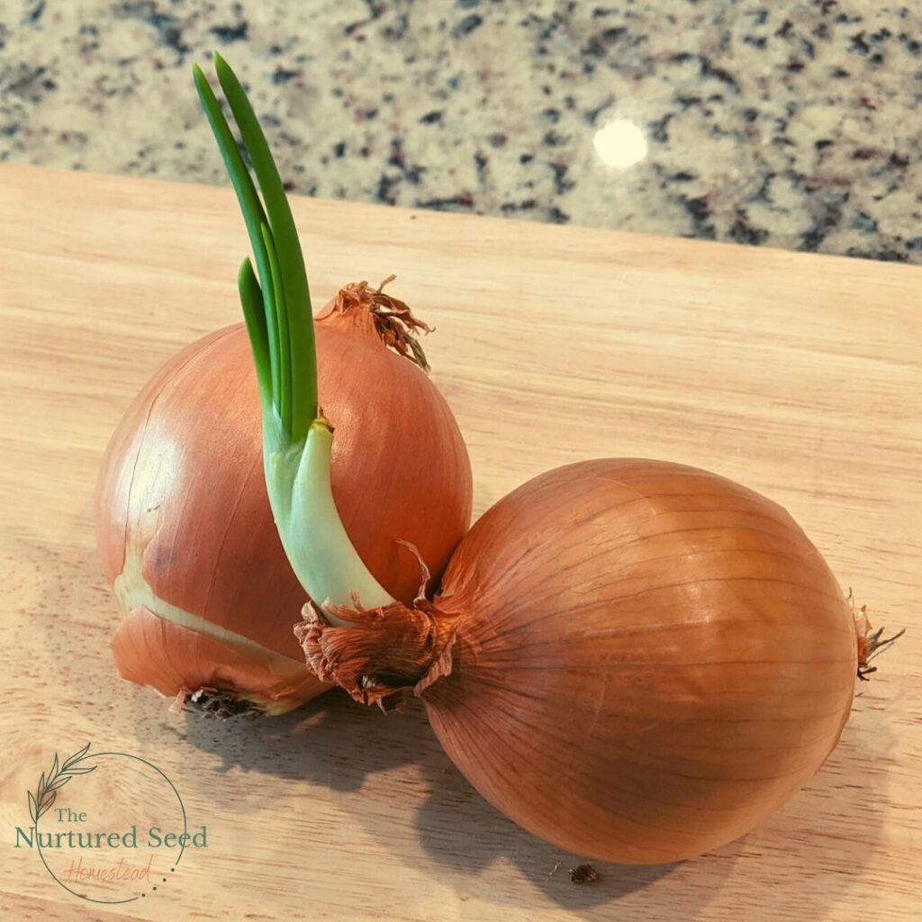 two onions on a wooden cutting board. One onion is about to sprout and is ready to be dehydrated