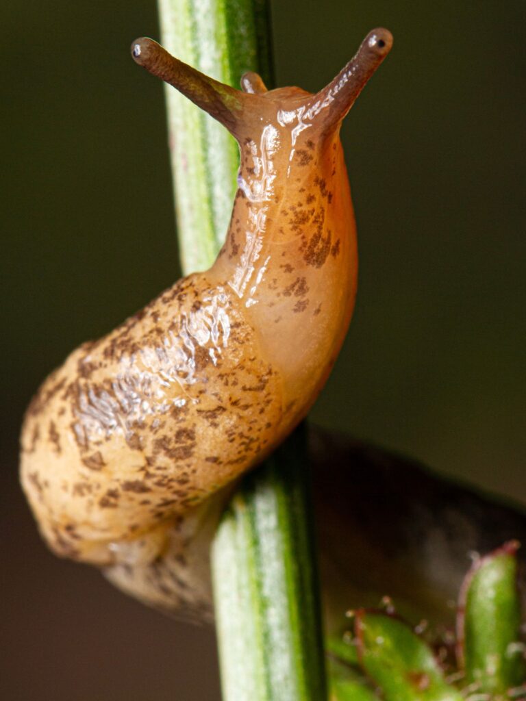 snail on a tomato plant