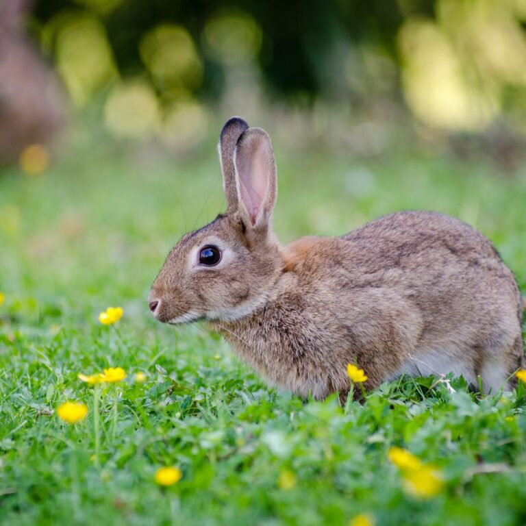 rabbit in garden eating tomato plants