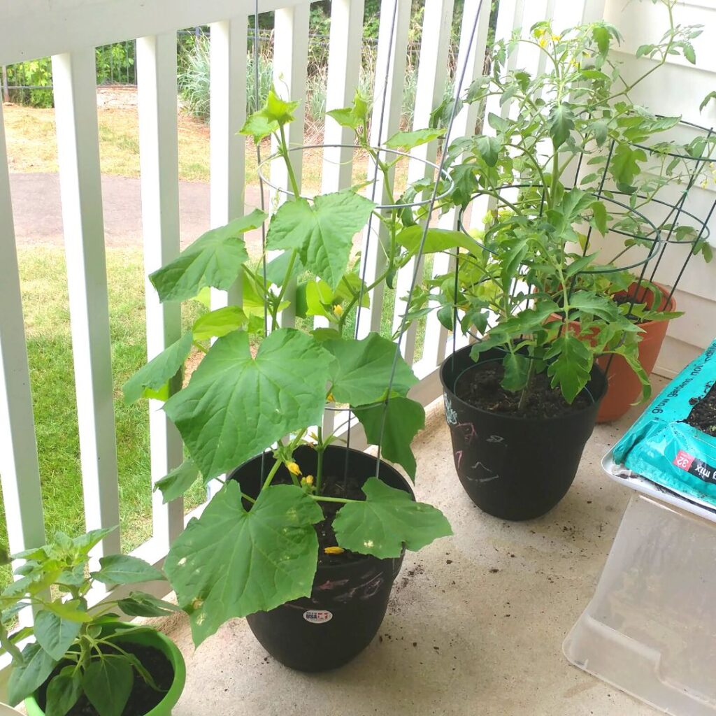 potted garden plants on a balcony