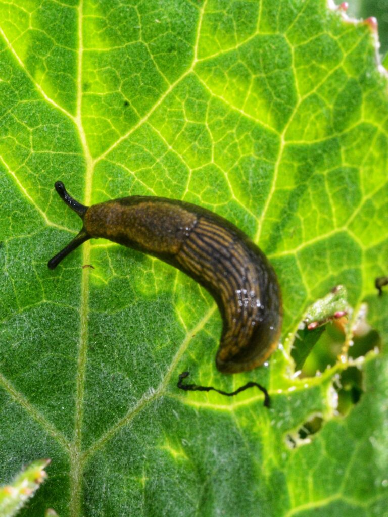 slug eating a  garden leaf