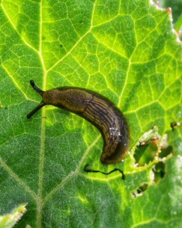 slug eating a leaf in the garden