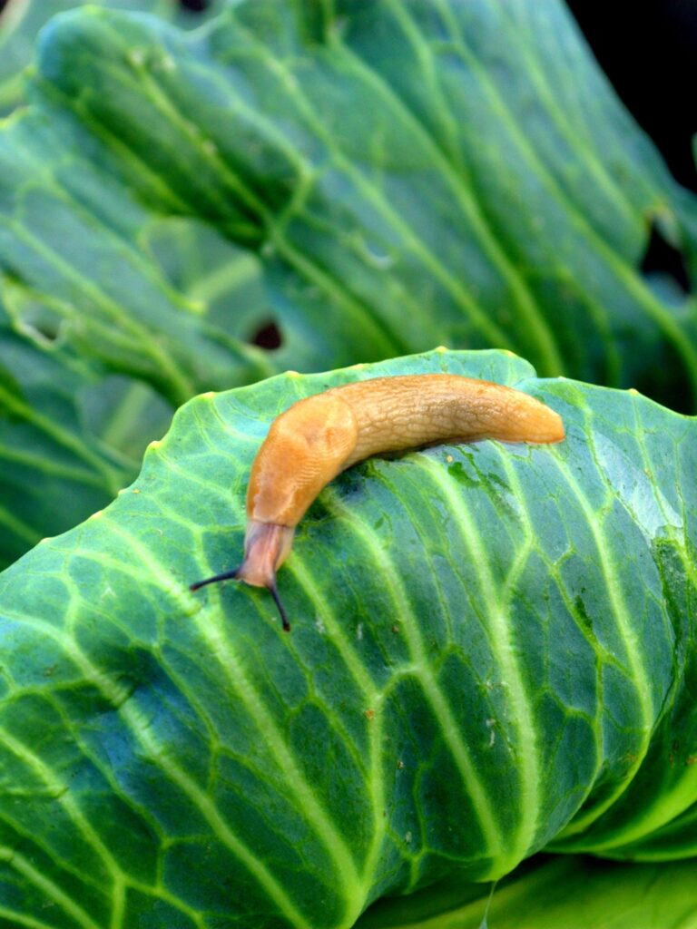 slug eating a cabbage leaf in the garden