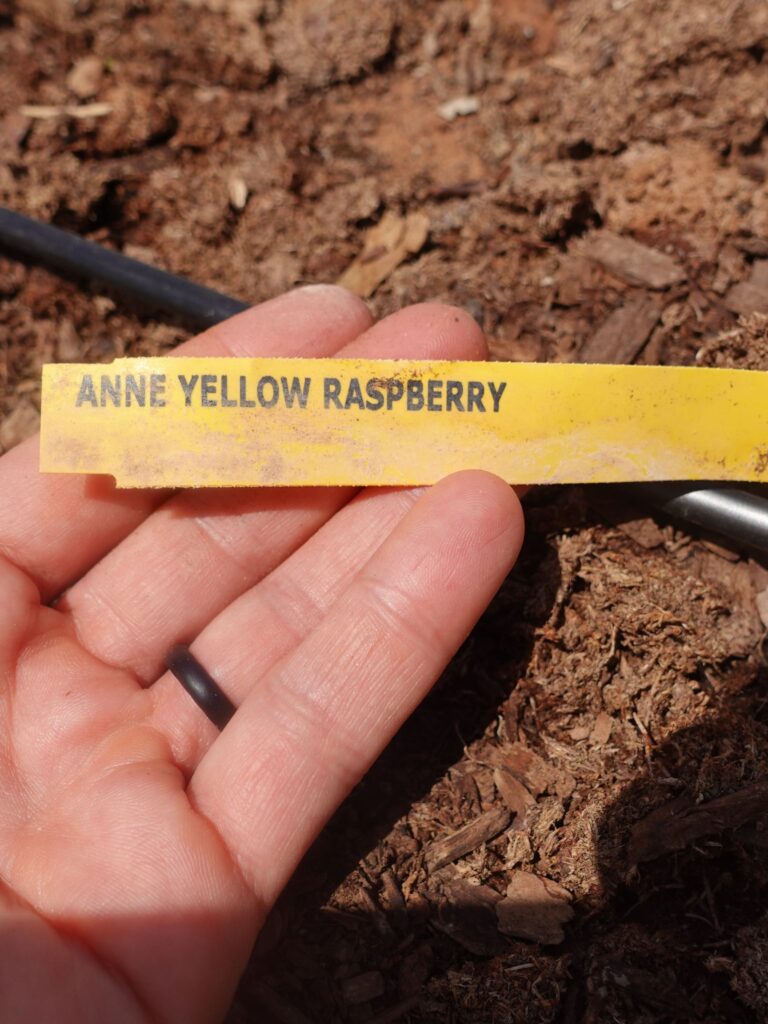 woman's hand holding a yellow tag that says anne yellow raspberry with mulch on the ground and a drip tube on the ground.