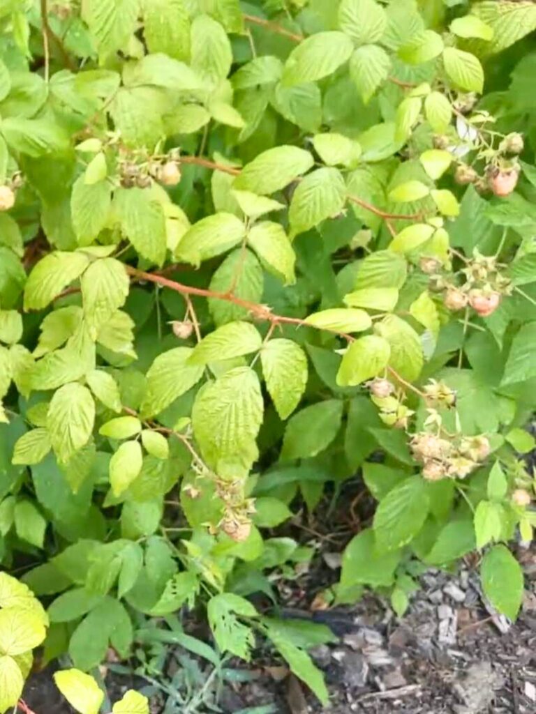 raspberry bushes growing in the desert with almost ripe berries on the branches